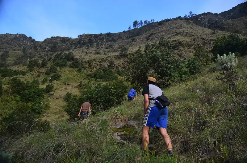 Hikers on the grassy track between Segara Anak and the Plawangan Sembalun rim